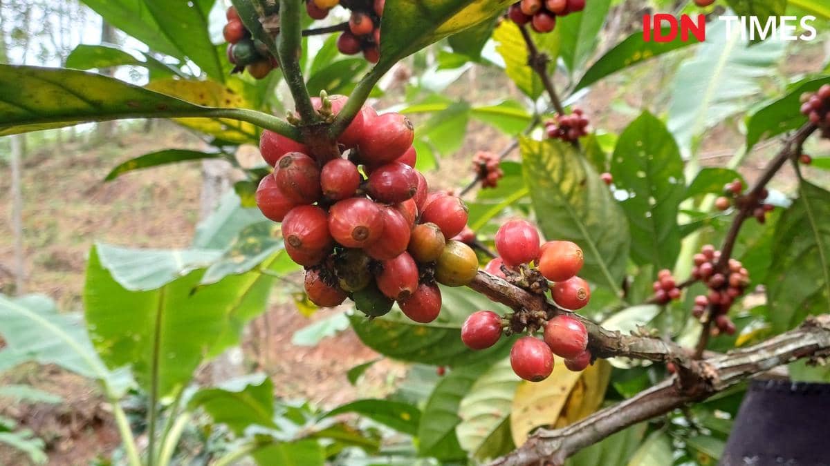 Empat Pohon Kopi: Rasa Hangat di Jantung Cilacap